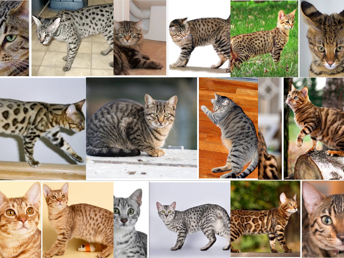 A collage of spotted cats